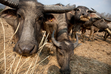 A herd of buffalo in northern Thailand