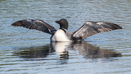 Common Loon