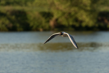seagull flying and searching food