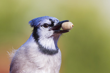 American blue jay 