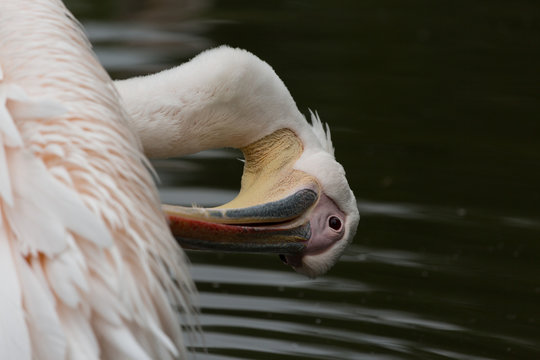 Great White Pelican