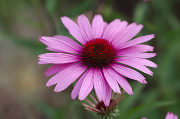 Obraz premium Pink flower