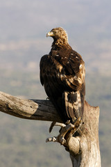 Golden Eagle. Aquila chrysaetos