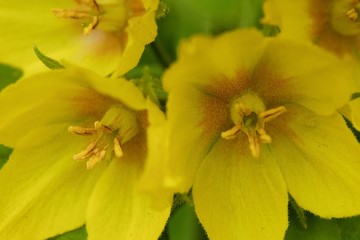 Beautiful yellow bells flowers in the summer garden