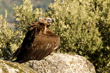 Black vulture. Aegypius monachus
