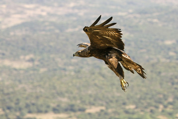 Golden Eagle. Aquila chrysaetos