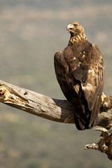 Golden Eagle. Aquila chrysaetos