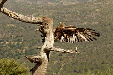 Golden Eagle. Aquila chrysaetos