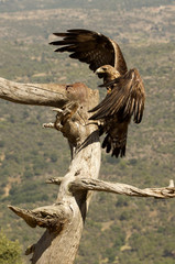 Golden Eagle. Aquila chrysaetos