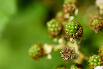 Unripe green blackberry on a bramble bush