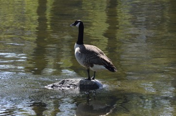 Goose On A Rock