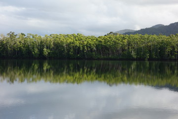 Rain forest, Australie
