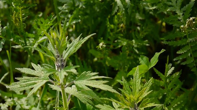 Leonurus cardiaca, motherwort, medical plant in the field. Throw-wort, lions ear, lions tail. Video HD static camera shooting.