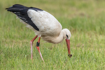 storch mit maus