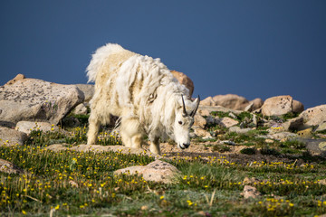 Mountain Goat Shedding
