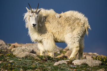 Obraz premium Mountain Goat