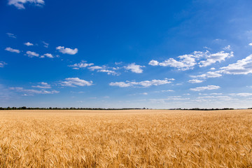 Beautiful sky over wheat field horizon