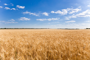 Beautiful sky over wheat field horizon