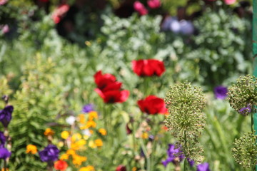 Fototapeta premium Paysage