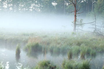 foggy morning on swamp - obrazy, fototapety, plakaty