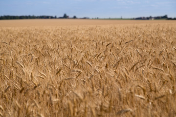 Wheat Field Harvest Summer Europe
