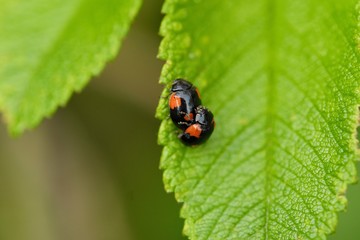 Beautiful ladybug on a green leaf view