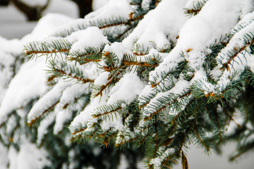 Spruce branches covered with snow