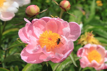 Abeille butinant fleur