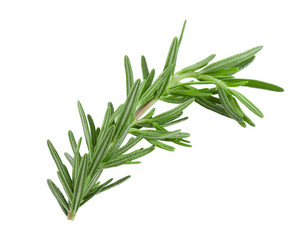 Twig of rosemary on a white background