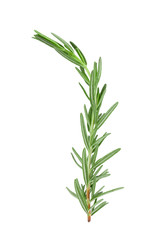 Obraz premium Twig of rosemary on a white background