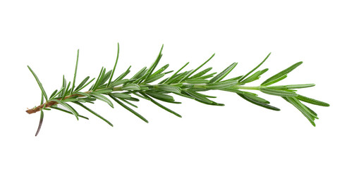 Twig of rosemary on a white background