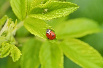 Beautiful ladybug on a green leaf view