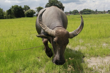Buffalo is a four-foot animal that feeds on long, spiky, and spiked cats. Grass is a food to live...