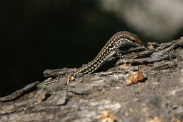 Lizard