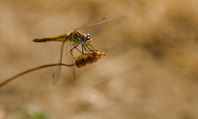 Dragonfly