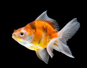 Goldfish isolated on black background