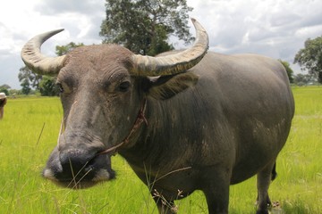 Buffalo is a four-foot animal that feeds on long, spiky, and spiked cats. Grass is a food to live...