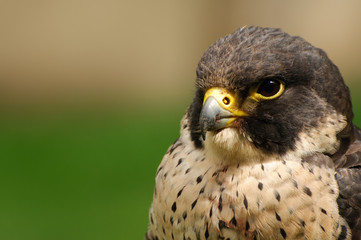 Falcon