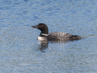Common Loon