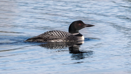 Common Loon