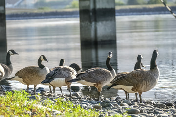 Flock