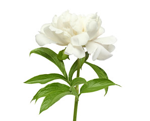 Beautiful peony flower on white background