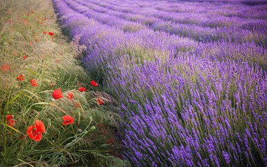 Blooming lavender fields in Little Poland with red poppies
