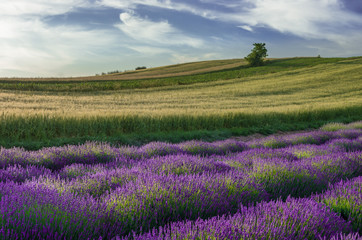 Naklejka na ściany i meble Blooming lavender and crop fields in Little Poland, under blue cloudy sky