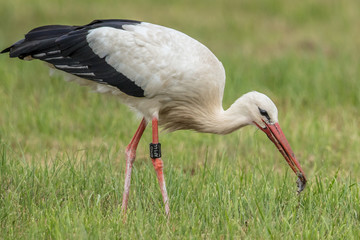 storch mit beute