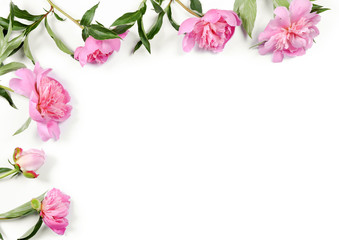 Composition of beautiful peonies on white background