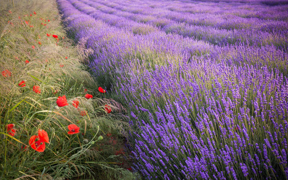 Fototapeta Blooming lavender fields in Little Poland with red poppies