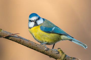 male blue tit standing on a tree branch. © peter