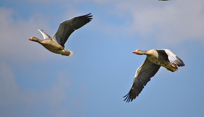 Two greylag geese in flight