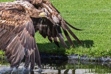 Adler an Wasserstelle